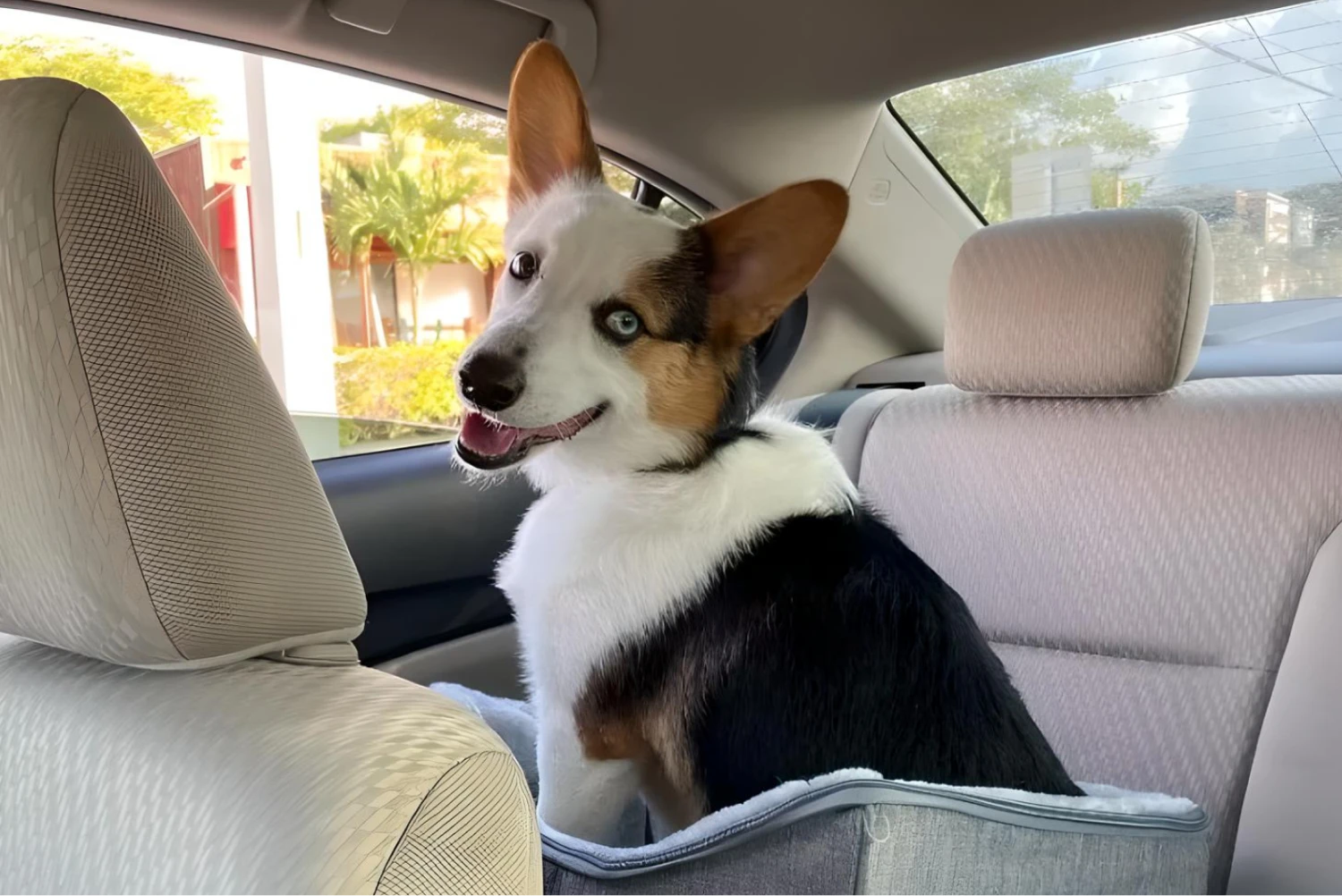 Subaru Outback Dog Car Seat Belt for Cardigan Welsh Corgis